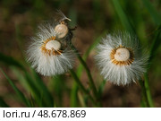 Лысеющий одуванчик. Стоковое фото, фотограф Василий Быстрицкий / Фотобанк Лори