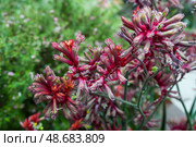 Close-up of Anigozanthos flavidus kangaroo paw with striking red-pink fuzzy flowers. Evergreen Kangaroo Paw plant in Singapore tropical climate. Стоковое фото, фотограф Татьяна Терехина / Фотобанк Лори