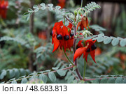 Bright red Sturt's desert pea flowers with black centers bloom on a green leafy stem. Native Australian species growing in tropical garden. Стоковое фото, фотограф Татьяна Терехина / Фотобанк Лори