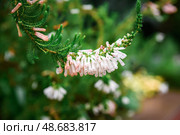 Macro view of Heath erica (syn. Erica herbacea) flowers with unique cream-pink to orange-tipped blooms. Стоковое фото, фотограф Татьяна Терехина / Фотобанк Лори