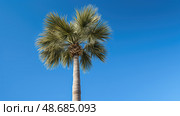 shaped sabal palm tree ai generated. Стоковое AI-изображение, AI-художник Vectorwin / Фотобанк Лори