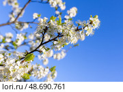 Branches of blackthorn tree adorned with white blossoms in full bloom. Стоковое фото, фотограф EugeneSergeev / Фотобанк Лори