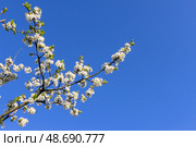 Branch of a blackthorn tree adorned with white blossoms is under blue sky. Стоковое фото, фотограф EugeneSergeev / Фотобанк Лори