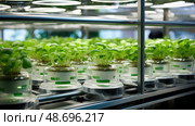 culture laboratory plant ai generated. Стоковое AI-изображение, AI-художник Vectorwin / Фотобанк Лори