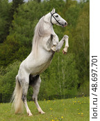 Beautiful white wild horse rearing up in nature background. Прекрасная дикая белая лошадь встала на дыбы на фоне лесной лужайке. Стоковое фото, фотограф Михаил Кондрашов / Фотобанк Лори