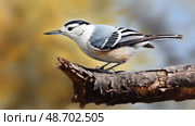 perched white breasted nuthatch ai generated. Стоковое AI-изображение, AI-художник Vectorwin / Фотобанк Лори
