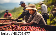 handpicked honduras coffee ai generated. Стоковое AI-изображение, AI-художник Vectorwin / Фотобанк Лори