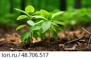 forest ginseng plant ai generated. Стоковое AI-изображение, AI-художник Vectorwin / Фотобанк Лори
