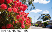 wattle australian trees ai generated. Стоковое AI-изображение, AI-художник Vectorwin / Фотобанк Лори