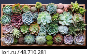 cacti succulent plants ai generated. Стоковое AI-изображение, AI-художник Vectorwin / Фотобанк Лори