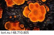 mycology tree fungus ai generated. Стоковое AI-изображение, AI-художник Vectorwin / Фотобанк Лори