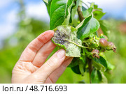 Hand holding a curled green apple leaf with a colony of aphids and unripe fruits on the tree. Insect pests of garden plants and trees. Стоковое фото, фотограф Коханова Наталья / Фотобанк Лори