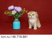 Red Scottish fold kitten and vase and flowers. Стоковое фото, фотограф Okssi / Фотобанк Лори