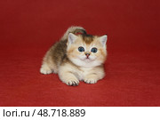 Small kitten with short paws. Стоковое фото, фотограф Okssi / Фотобанк Лори