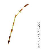 Strobilus called cones of young horsetail (Equisetum) sprig Isolated on white background, cutout ready high resolution image. Стоковое фото, фотограф Елена  Попкова / Фотобанк Лори