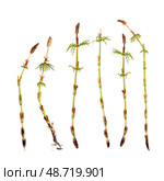 Set of Strobilus called cones of young horsetail (Equisetum) sprig Isolated on white background, cutout ready high resolution image. Стоковое фото, фотограф Елена  Попкова / Фотобанк Лори