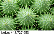 spiky plants texture ai generated. Стоковое AI-изображение, AI-художник Vectorwin / Фотобанк Лори