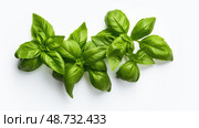 mint herbs on white background ai generated. Стоковое AI-изображение, AI-художник Vectorwin / Фотобанк Лори