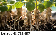 roots peanut plants ai generated. Стоковое AI-изображение, AI-художник Vectorwin / Фотобанк Лори