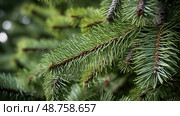 bark douglas fir trees ai generated. Стоковое AI-изображение, AI-художник Vectorwin / Фотобанк Лори