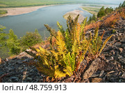 Dryopteris fragrans - Щитовник пахучий.    Лето, река Колыма,  растительность на горном склоне . Восточная Сибирь, Магаданская область. Стоковое фото, фотограф Павел Просянов / Фотобанк Лори