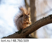 Белка обыкновенная, или векша (лат. Sciurus vulgaris) сидит на ветке с орехом в лапах. Стоковое фото, фотограф Олег Пученков / Фотобанк Лори