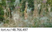 Wild forest flowers fireweed releasing fluffy seeds on a breezy summer afternoon. Стоковое видео, видеограф Ольга Сухарева / Фотобанк Лори