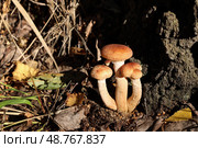Семейка из трех опят (лат. Armillaria) растет у корня березы и освещается осенним солнцем. Стоковое фото, фотограф Наталья Сухорукова / Фотобанк Лори