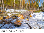 Спиленные деревья в лесу. Тюменская область. Стоковое фото, фотограф Александр Тараканов / Фотобанк Лори