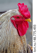 Портрет большого красивого петуха. Portrait of a big beautiful rooster. Стоковое фото, фотограф Татьяна Д / Фотобанк Лори