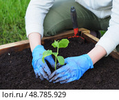 Planting cucumber with fingers heart shape. Стоковое фото, фотограф Елизавета Малкова / Фотобанк Лори
