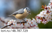 White breasted nuthatch perching on blooming branch in spring. Стоковое AI-изображение, AI-художник Юрий Поздников / Фотобанк Лори