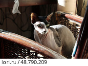 Кот породы сфинкс сидит на кресле. Стоковое фото, фотограф федор кузнецов / Фотобанк Лори