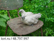 Куры породы Донгсиан Люйкэнданцзи (Dongxiang Lukedanji, лакеданзи серебристые) на старом стуле. Стоковое фото, фотограф Лариса Веселова / Фотобанк Лори