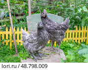 Петух и курица  породы Silverudd Blue (сильверуддская голубая) Стоковое фото, фотограф Лариса Веселова / Фотобанк Лори