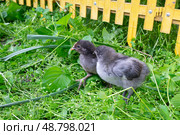 Цыплята  породы Silverudd Blue (сильверуддская голубая) Стоковое фото, фотограф Лариса Веселова / Фотобанк Лори