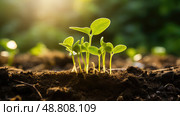 chlorophyll plant growth stages ai generated. Стоковое AI-изображение, AI-художник Vectorwin / Фотобанк Лори