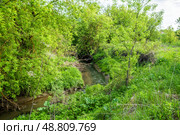 Узкая река среди заросших берегов (река Старка) Стоковое фото, фотограф Илья Старков / Фотобанк Лори