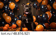 halloween pitbull on black ai generated. Стоковое AI-изображение, AI-художник Vectorwin / Фотобанк Лори