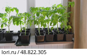 Vegetables seedlings. Young plants sprout growing in seed trays, in pots indoor. Early plant development. Green Tomato, pepper plant recently germinated and ready for thinning. Home gardening concept. Стоковое видео, видеограф Марина Демидюк / Фотобанк Лори