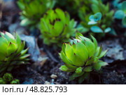 Сочные, яркие уличные суккуленты Молодило кровельное (лат. Sempervivum tectorum) в саду. Растения в саду. Малая глубина резкости. Стоковое фото, фотограф Андрей Пустякин / Фотобанк Лори