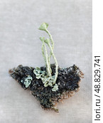 Close-up macro photography of Cladonia carneola or crowned cup lichen on gray baskground. Стоковое фото, фотограф Сергей Пристяжнюк (Serg Zastavkin) / Фотобанк Лори