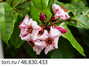 Closeup of pink Strophanthus gratus flowers known as Climbing Oleander or Cream Fruit with twisted petals and green leaves in natural garden light. Стоковое фото, фотограф Татьяна Терехина / Фотобанк Лори