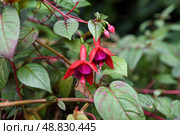 Pink flower buds of Fuchsia hybrida in early stage of bloom, a tropical ornamental plant from the Onagraceae family, close-up view. Стоковое фото, фотограф Татьяна Терехина / Фотобанк Лори