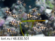 Several Banggai cardinalfish with striped silver bodies and long black fins swim in a tropical aquarium in Singapore. Close view of the peaceful species. Стоковое фото, фотограф Татьяна Терехина / Фотобанк Лори