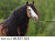 Beautiful Tinker horse with long mane rearing up in nature background. Прекрасная лошадь породы Тинкер с длинной гривой встала на дыбы на фоне лесной лужайки. Стоковое фото, фотограф Михаил Кондрашов / Фотобанк Лори