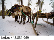 Упряжка оленей. Стоковое фото, фотограф Мулык Виталий / Фотобанк Лори