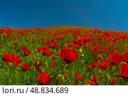 Vivid red poppies blanket the field, bold contrast against a deep blue sky, nature's splendor on display. A field awash with bright red poppies under a deep blue sky, the blossoms rich color pops against green foliage, creating a striking natural tableau in the open landscape. Стоковое фото, фотограф Андрей Ка / Фотобанк Лори