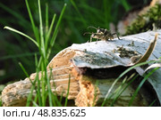 Пара жуков-усачей спаривается на березовой коре. Стоковое фото, фотограф Евгений Ковальский / Фотобанк Лори