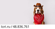 Beagle dog wearing cowboy hat and bandana poses for a fun portrait in a studio setting. Стоковое фото, фотограф Виктория Тельминова / Фотобанк Лори